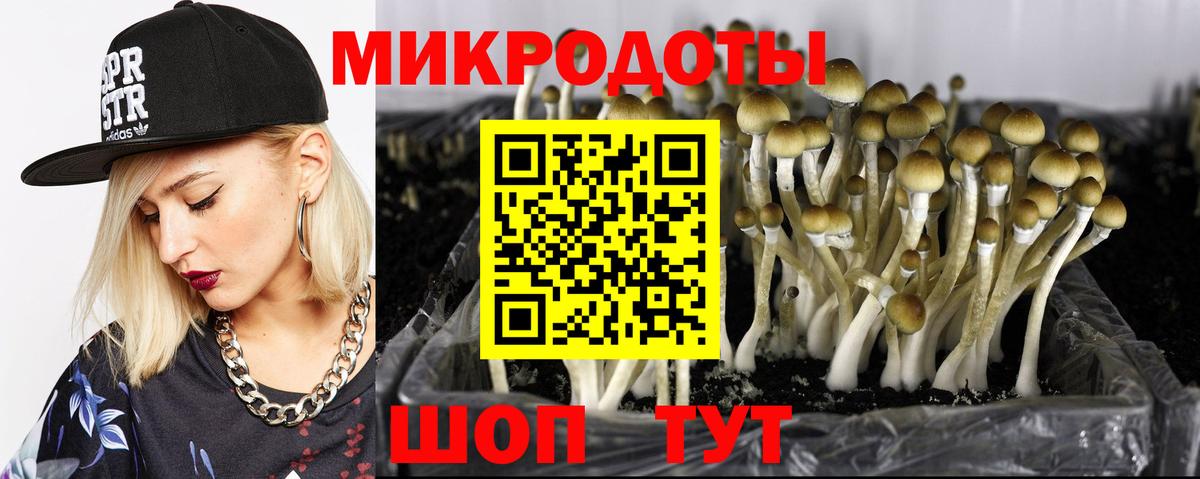 купить закладку  Галлюциногенные грибы мицелий  Галлюциногенные грибы Psilocybe  Вход с VPN  Элиста 